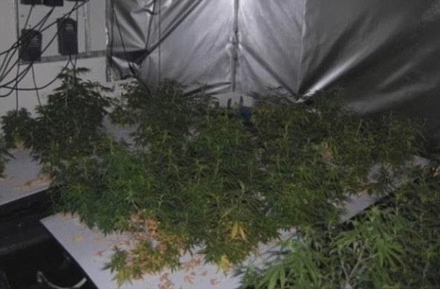 STIAN_ESTATE AGENT CANNABIS CROOKS_IMAGE001 TWO estate agents have been caged after turning empty at least seven homes into cannabis farms rather than renting them out - making a massive £2m-a-year. Aidan Lynch, a manager of Home to Home estate agents, and employee Jason Smart set up sophisticated hydroponic growing systems in at least SEVEN homes across south London. The court heard on Friday (Apr 15) how Lynch and Smart used pal Patrick McArdle, 37, to set up and run the complex cannabis farms - abstracting electricity and growing systems to produce the highest yields. They hoodwinked the owners of the properties into thinking they were renting their properties out to 'respectable' tenants - but in actual fact turned the homes into cannabis farms. STIAN ALEXANDER 07528 679198
