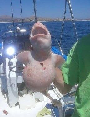 pisce2