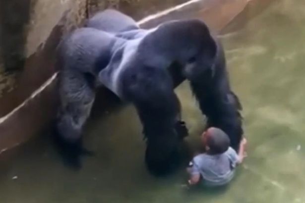 Gorilla 2