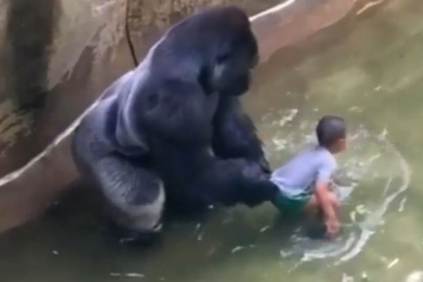 Gorilla 3