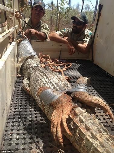 krokodili1