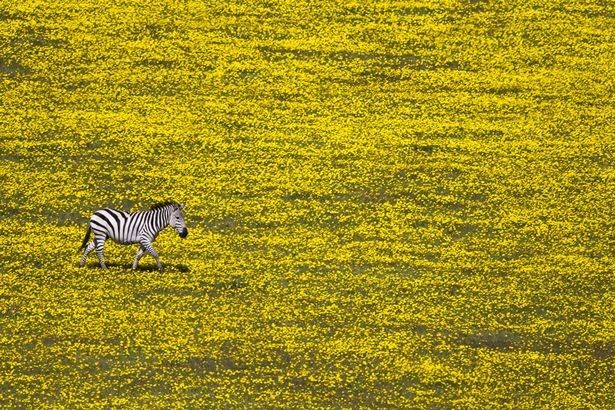 A-lonely-zebra-in-the-midst-of-a-field-full-of-flowers