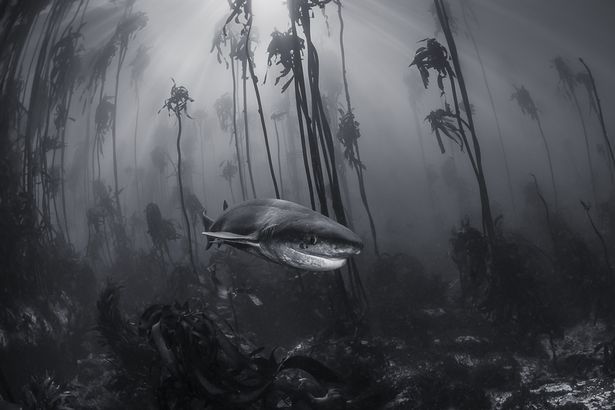 Shark