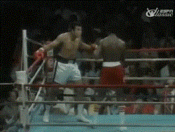 gif boksat