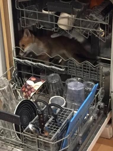 STIAN_DISHWASHER FOX_IMAGE001 THIS cheeky fox cub had a brush with danger after getting stuck in a DISHWASHER. Luckily, the cub had sneaked into the home of Dr Simon Hayes, the head vet at the Village Vet London practice in Winchmore Hill in Enfield, north London. Dr Hayes found the scared cub trapped among the cutlery, glasses and crockery in the dishwasher on Sunday night (June 5). The-dad-of-three, who has two cats and a dog, used his animal expertise to coax the cub out of the appliance - and he promptly dashed out of the door into Dr Hayes' garden. STIAN ALEXANDER 07528 679198