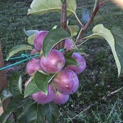 frutat1