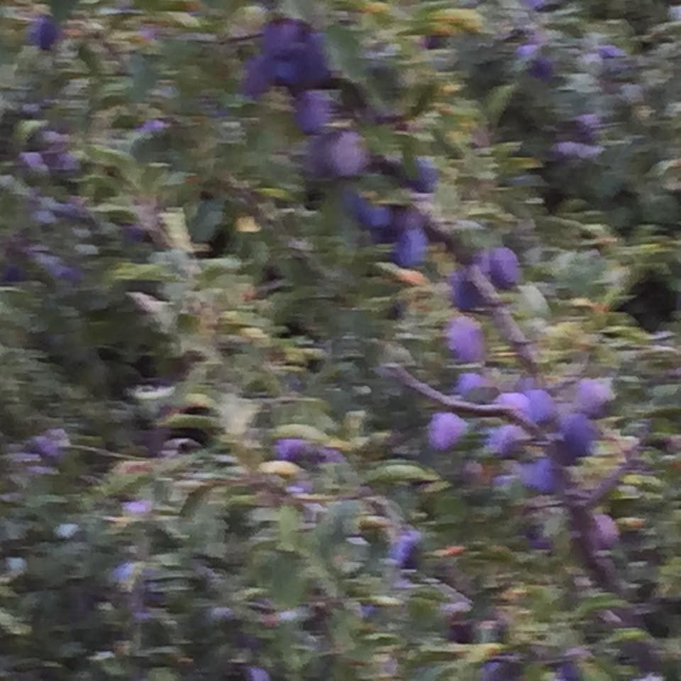 frutat2