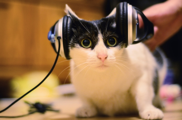 Cat listening to music, Taipei City, Taiwan.