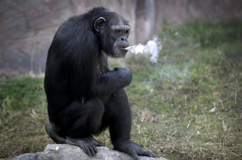 Azalea, whose Korean name is "Dallae", a 19-year-old female chimpanzee, smokes a cigarette at the Central Zoo in Pyongyang, North Korea on Wednesday, Oct. 19, 2016. According to officials at the newly renovated zoo, which has become a favorite leisure spot in the North Korean capital since it was re-opened in July, the chimpanzee smokes about a pack a day. They insist, however, that she doesnít inhale. (AP Photo/Wong Maye-E)