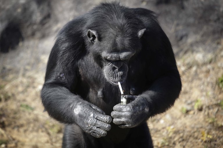 Azalea, whose Korean name is "Dallae", a 19-year-old female chimpanzee, lights a cigarette at the Central Zoo in Pyongyang, North Korea on Wednesday, Oct. 19, 2016. According to officials at the newly renovated zoo, which has become a favorite leisure spot in the North Korean capital since it was re-opened in July, the chimpanzee smokes about a pack a day. They insist, however, that she doesnít inhale. (AP Photo/Wong Maye-E)
