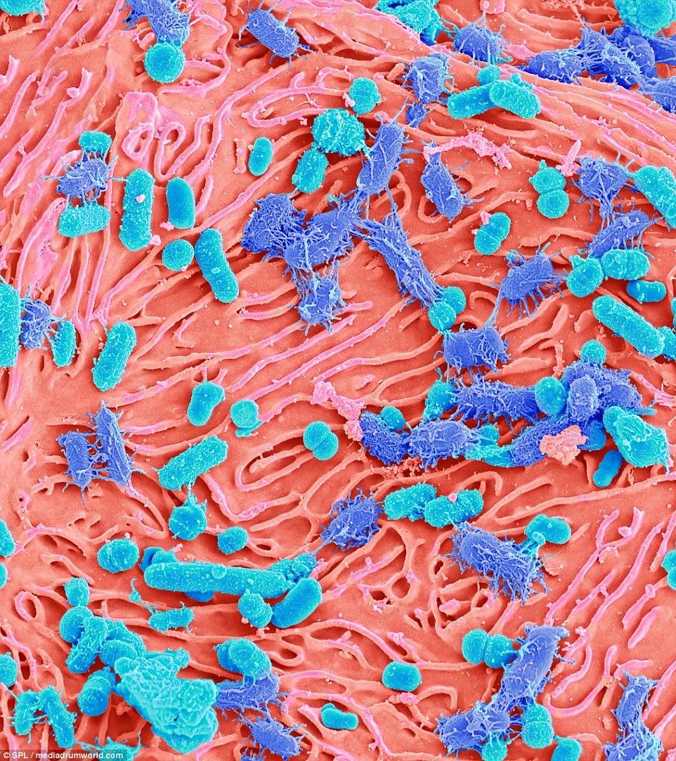 Pasi ti shihni keto fotografi me nuk do te flini pa i lare dhembet foto 6